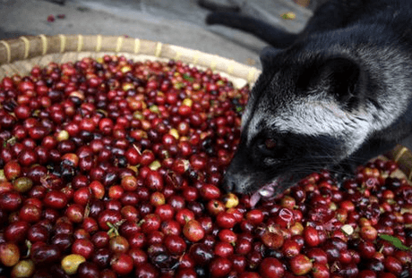 Discover the Richness of Vietnamese Robusta Coffee with Weasel Fermentation