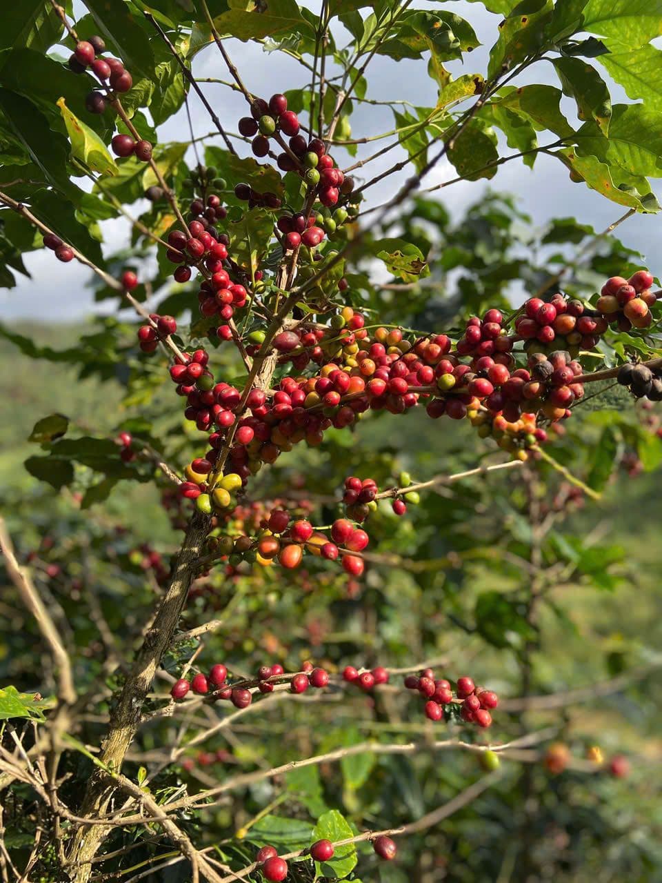 Discover the Unique Flavor of Moka Civet Coffee