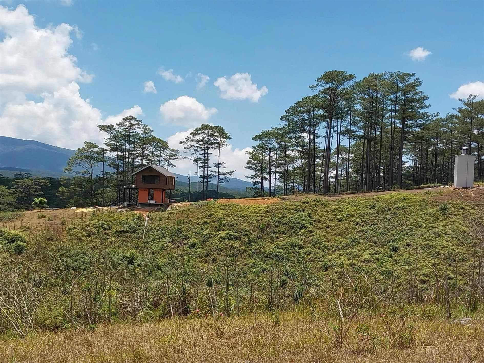 The Revival of Natural Wild Civet Coffee from Lam Dong