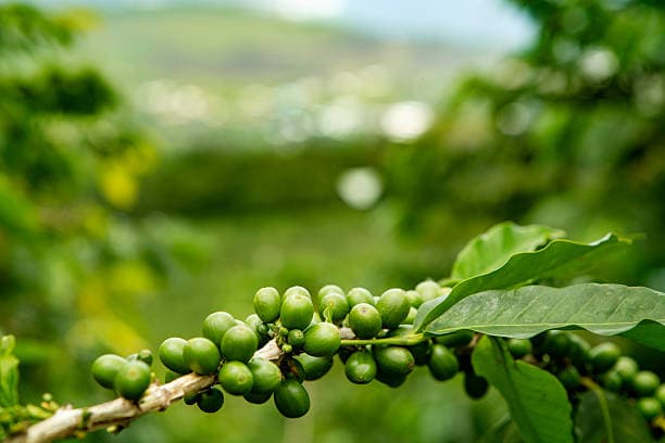 Kona Coffee: America's Favorite Brew