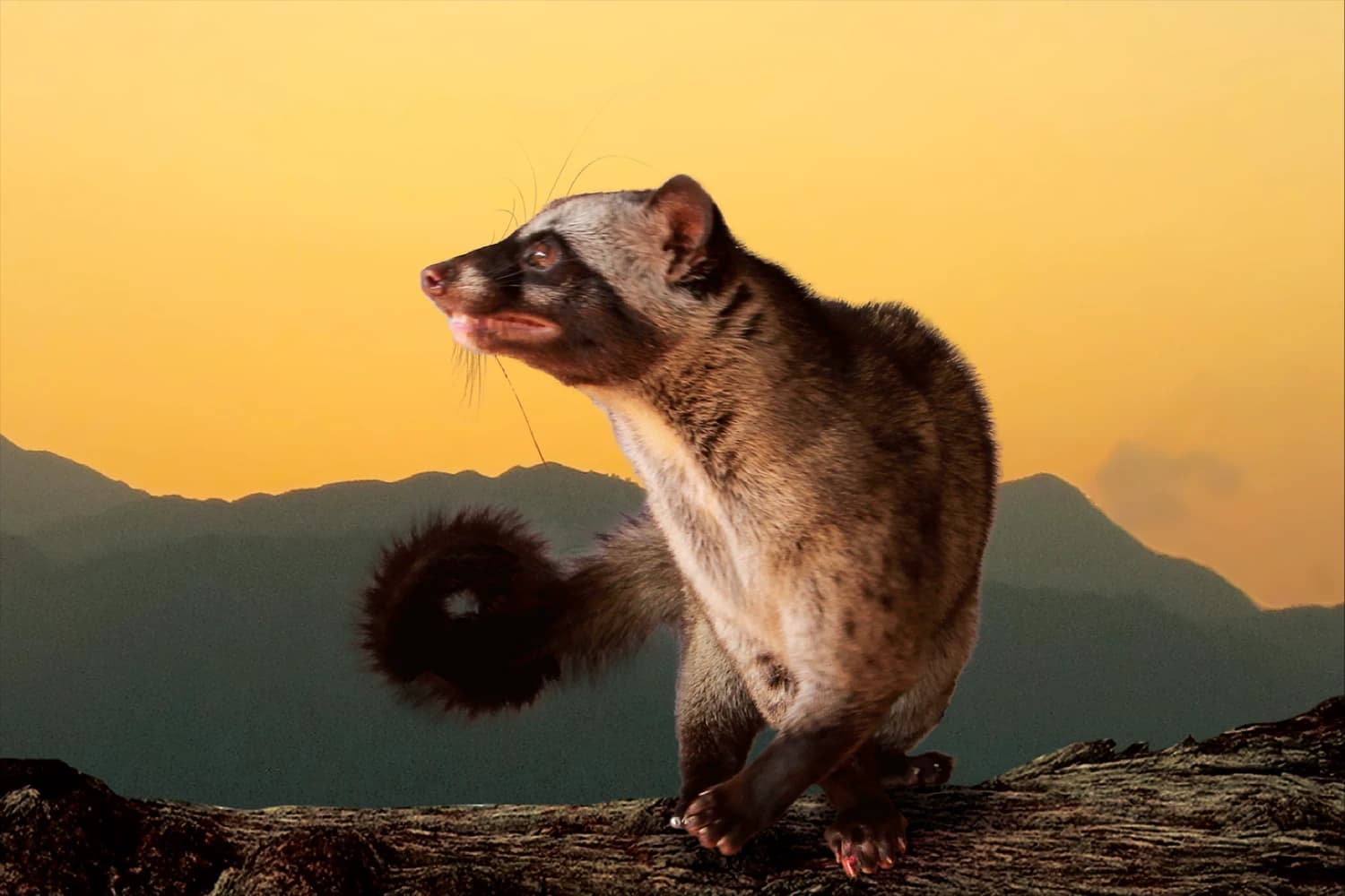 Discover the Rich Flavors of Premium Vietnamese Weasel Coffee for a Unique Coffee Experience